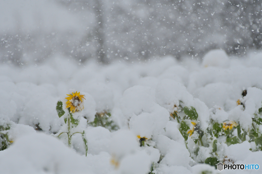 雪降る朝の向日葵