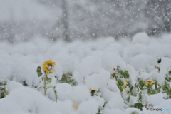雪降る朝の向日葵