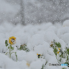 雪降る朝の向日葵