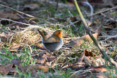 平成最後の初見初撮り