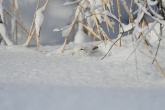 大雪うさぎ