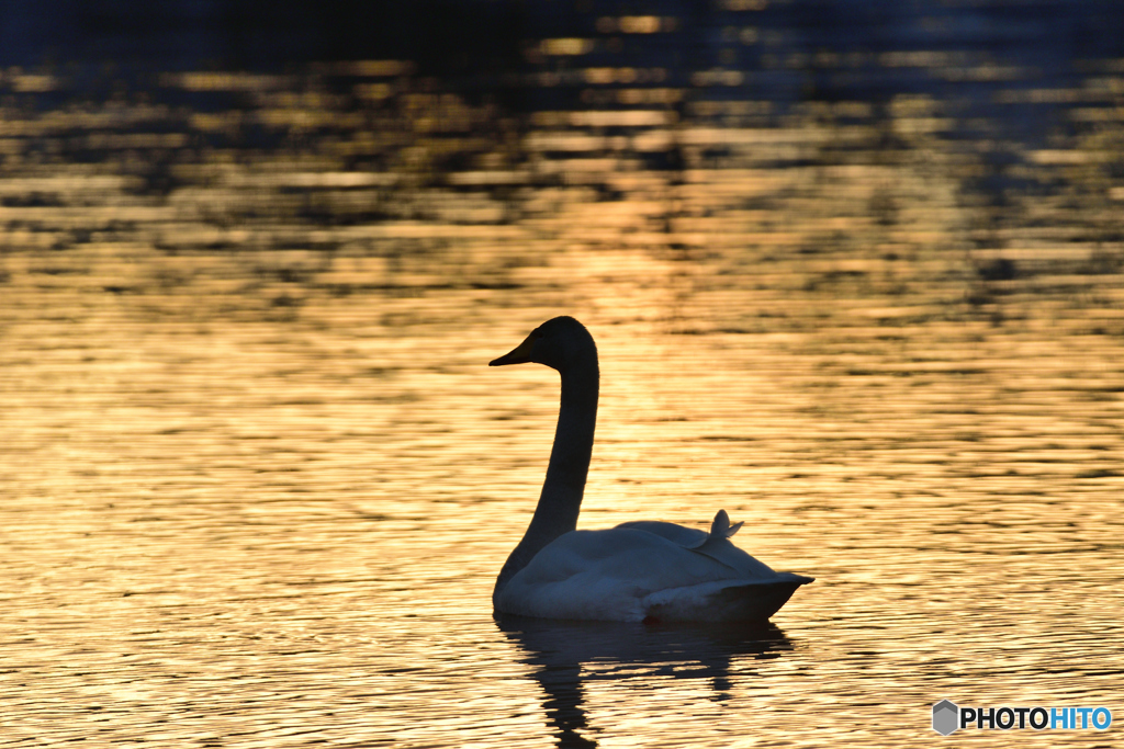夕焼け水面水鳥