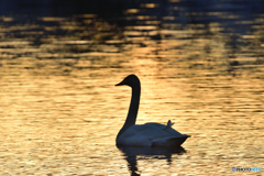 夕焼け水面水鳥