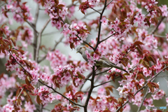 桜の季節の救世主