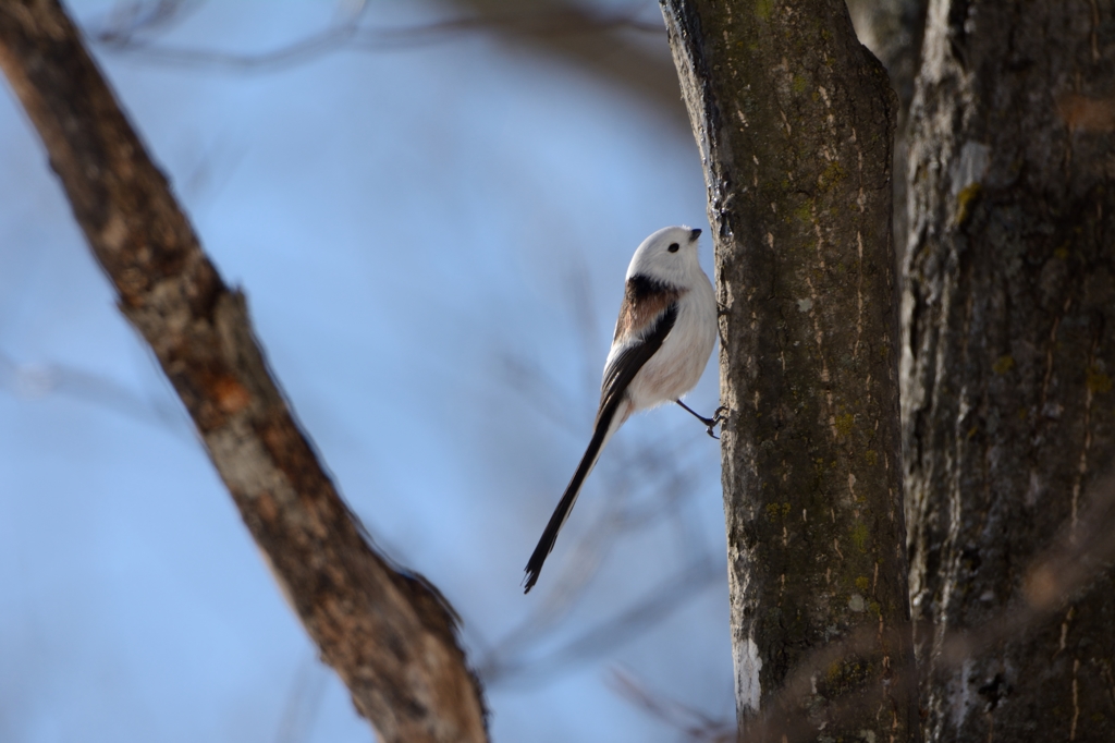 シュっとシマエナガ
