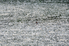 花びら池のカイツブリ