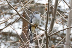 鳴かないと分からない