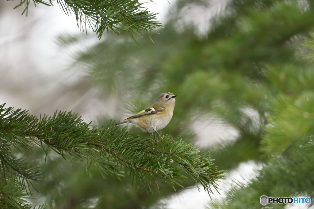キクイタ　松の枝に立つ