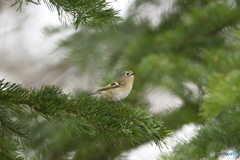 キクイタ　松の枝に立つ