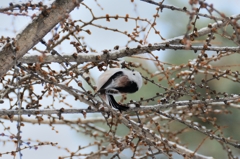 クルンとシマエナガ
