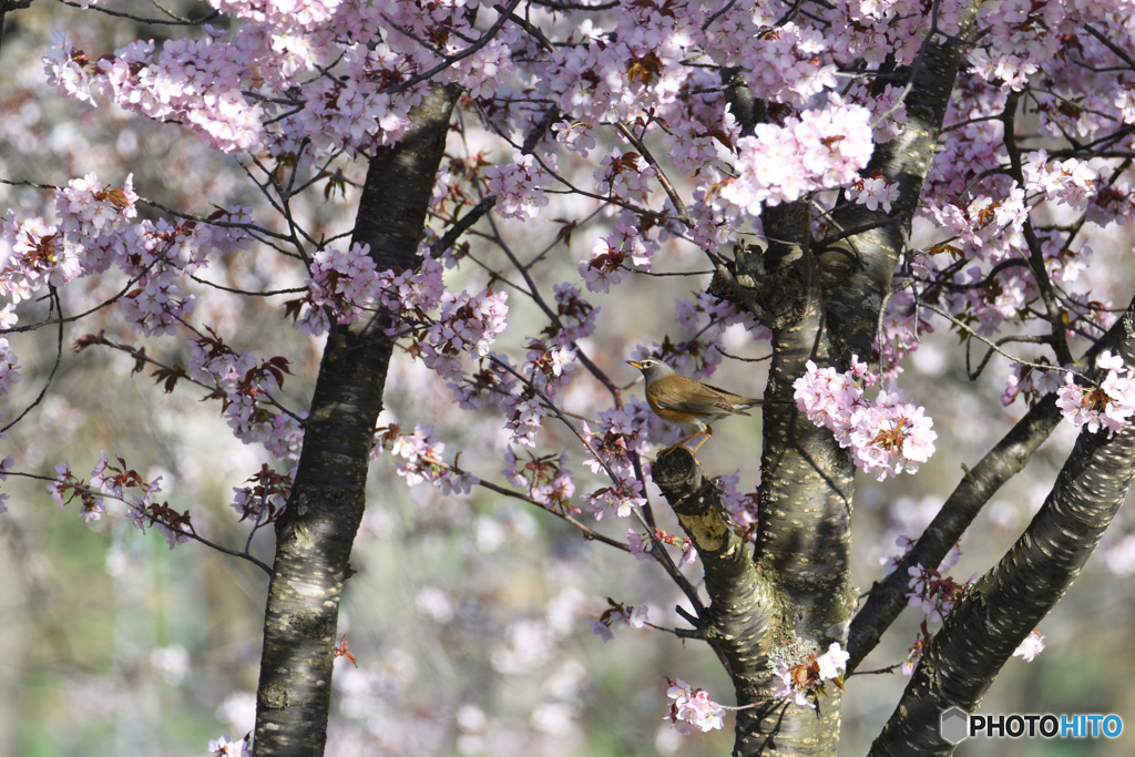 桜のマミチャン