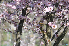桜のマミチャン