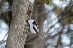 樹液チュウチュウモード