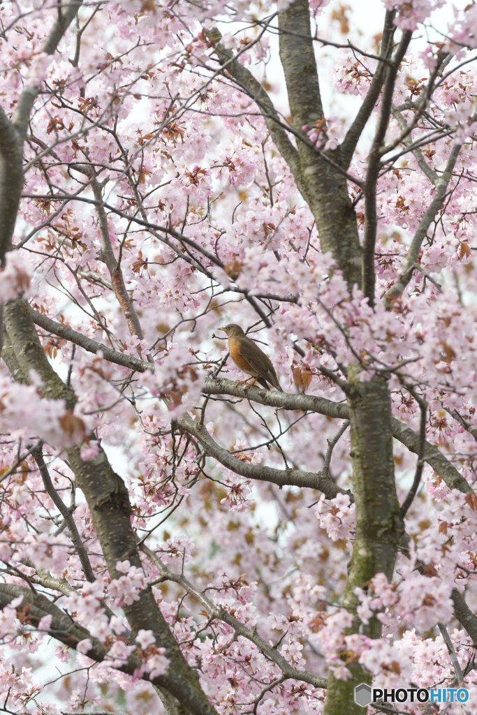 桜にアカハラ