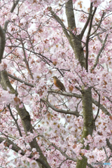 桜にアカハラ