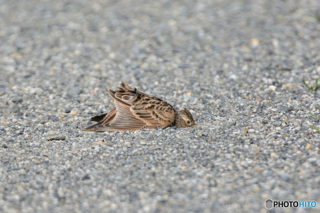 もうだめ、、、バタッ