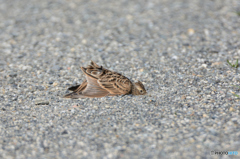 もうだめ、、、バタッ