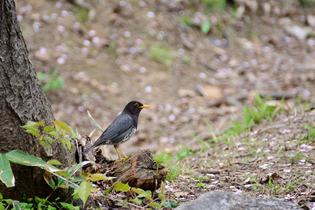 クロツグミさくｒ