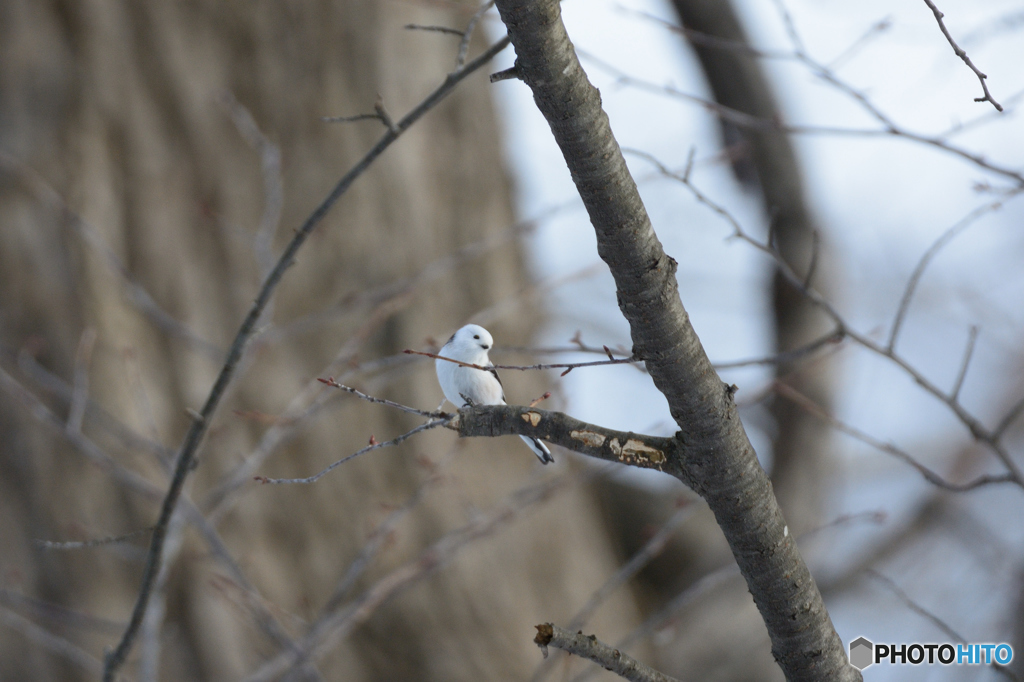 エナガ撮影一考