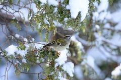 昆群に参加　キクイタダキ