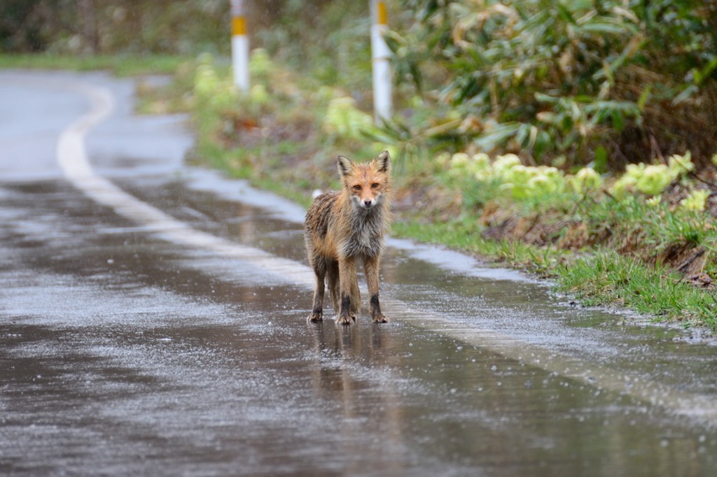 道路にキツネ
