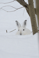 第4のうさぎ