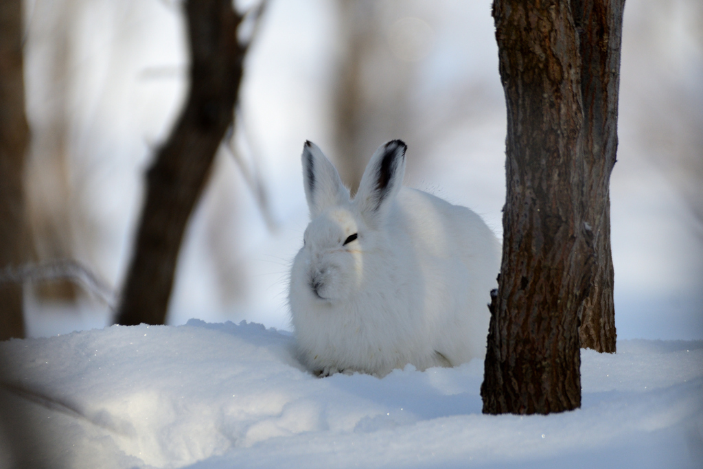 雪兎の叔父貴