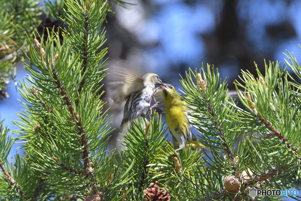 マヒワさんとマヒワさん
