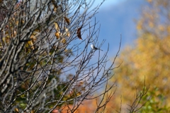 エナガ居たガナ