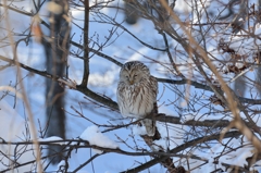 フクロウ考える