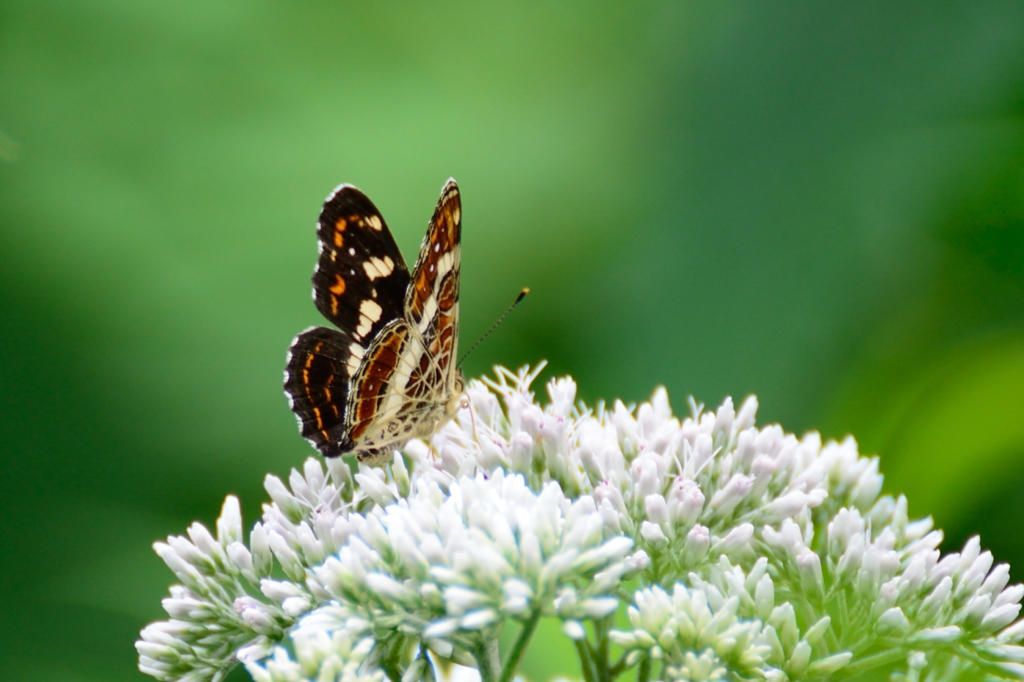 サカハチチョウ