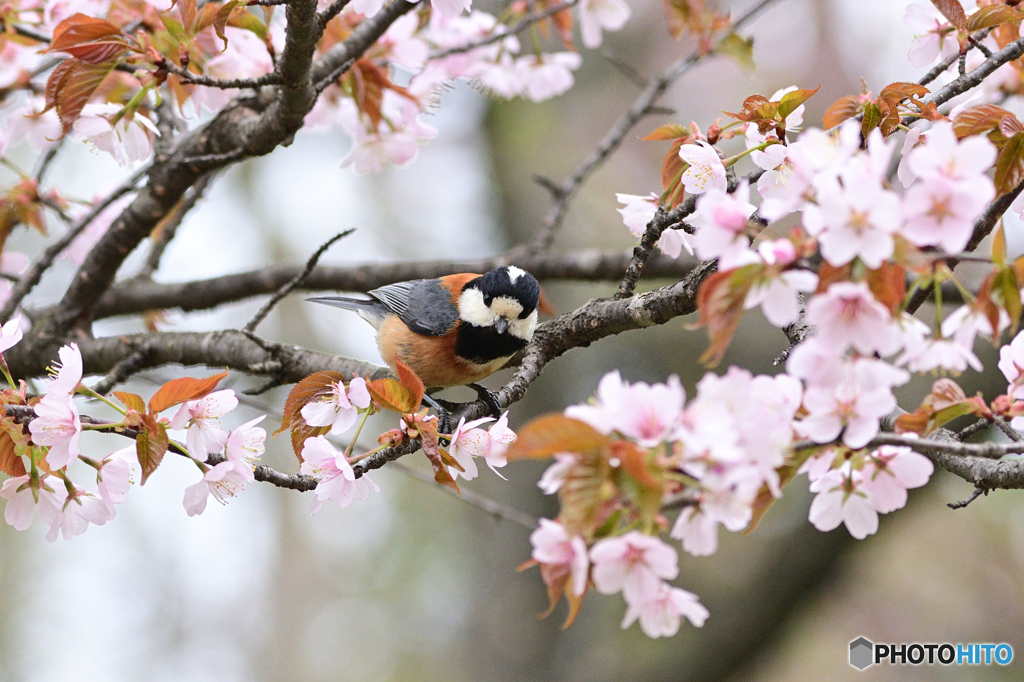 桜のヤマガラ