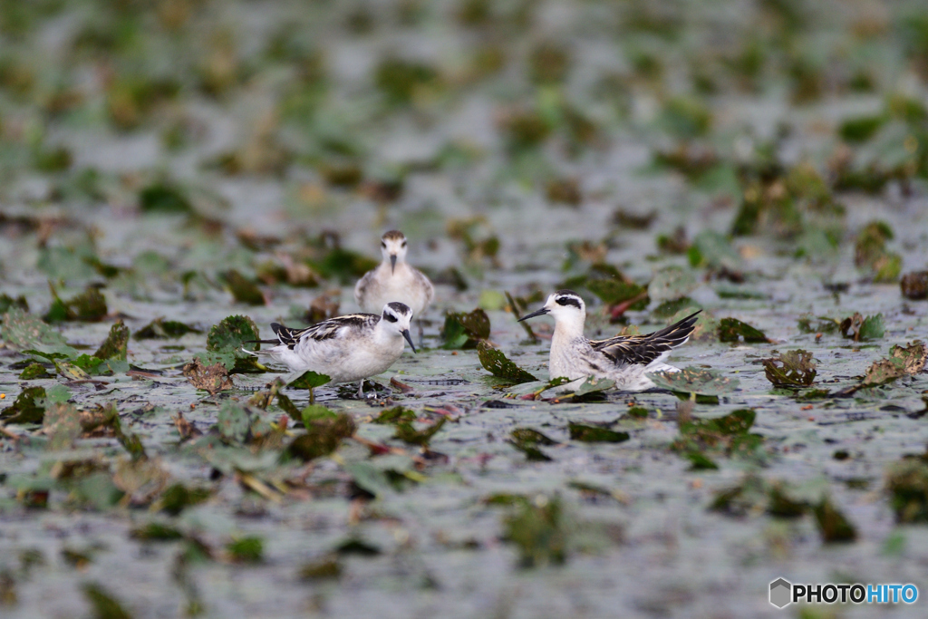 ヒシの上のアカエリ