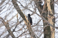 年末のキョン