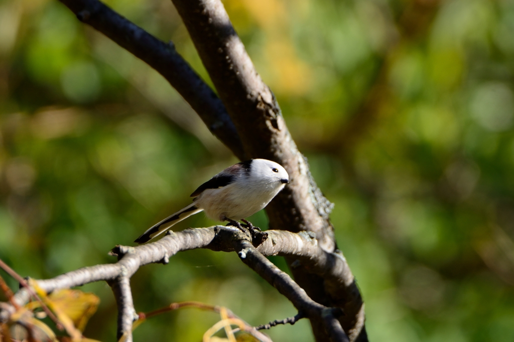 エナガおったガナ