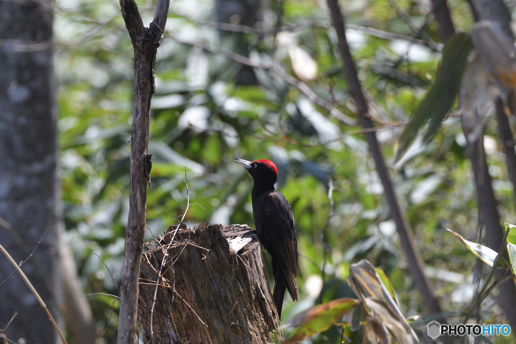 ヒグマのキョン