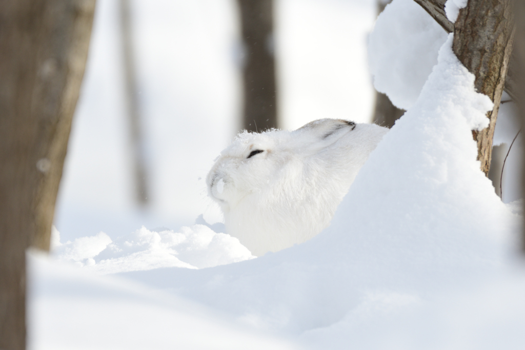 雪ヒゲうさぎ