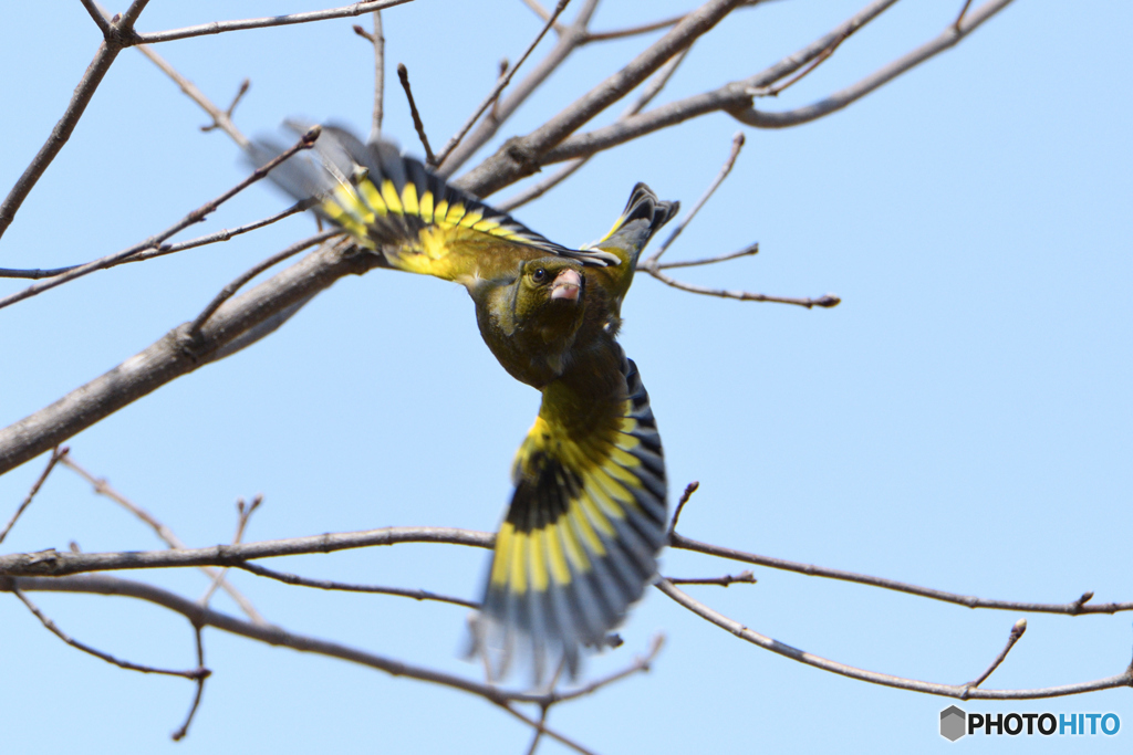サンキュー前ピン
