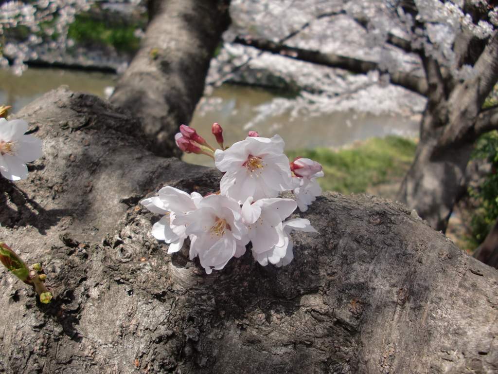 幹上の桜