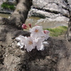 幹上の桜