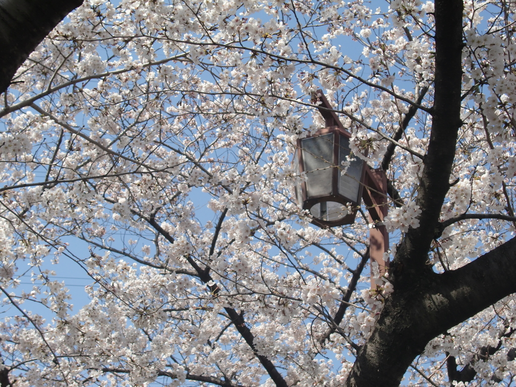 街灯と桜