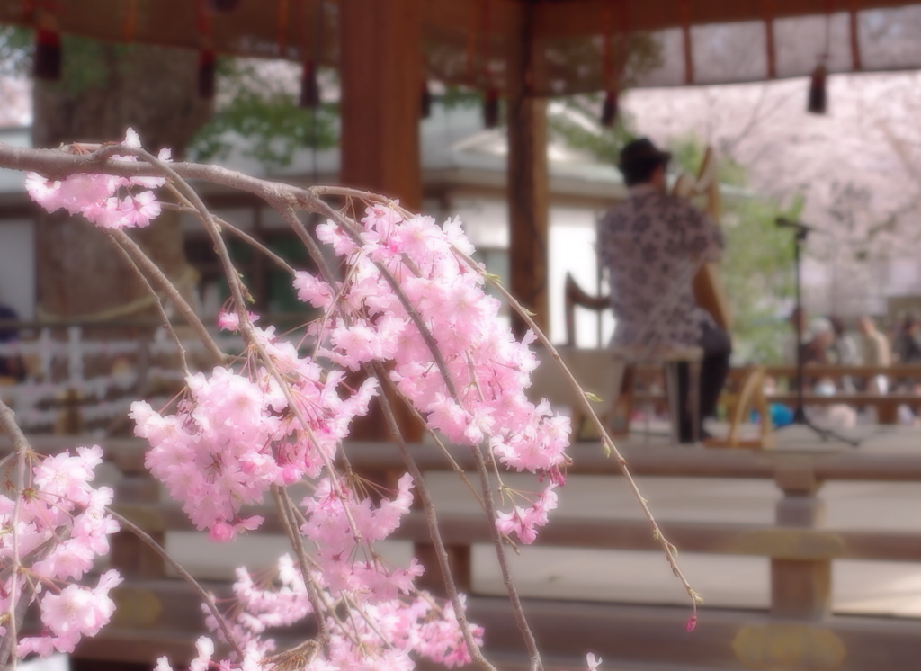 奏でる春