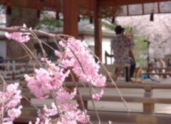 奏でる春
