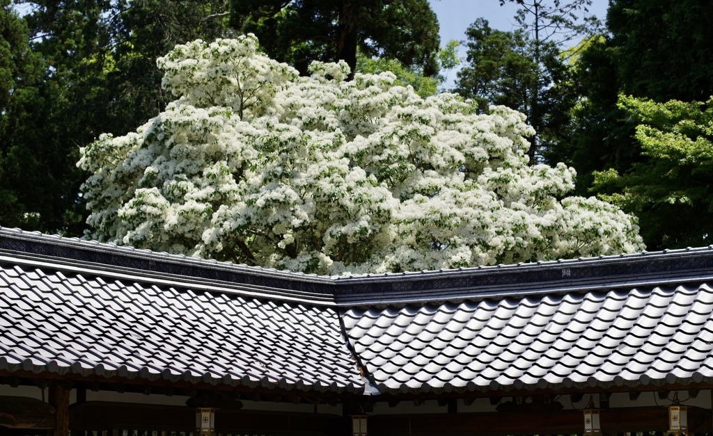 沙沙貴神社のなんじゃもんじゃの木