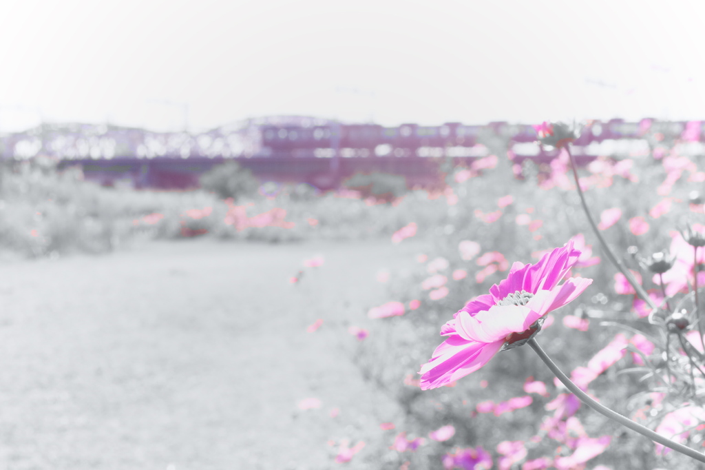 紫