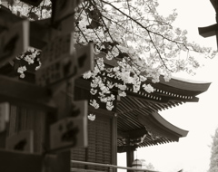 桜咲く