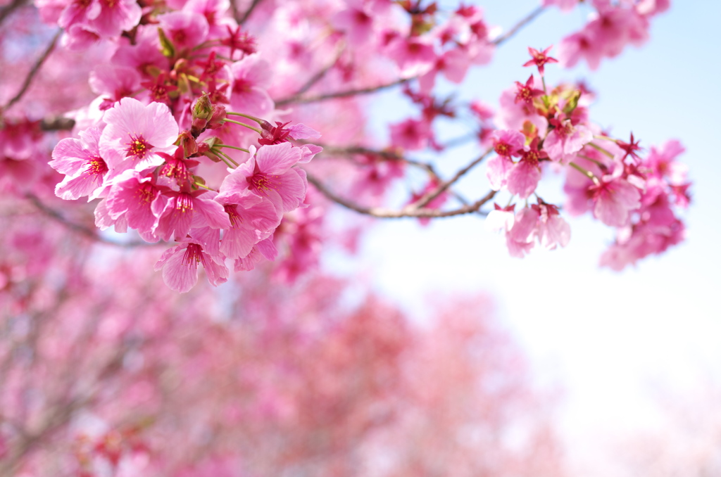 桜　in香川