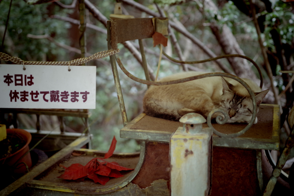 本日は休ませて戴きます