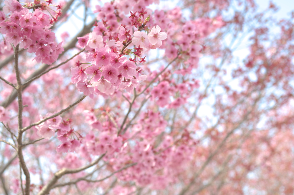 桜満開