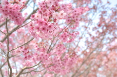 桜満開